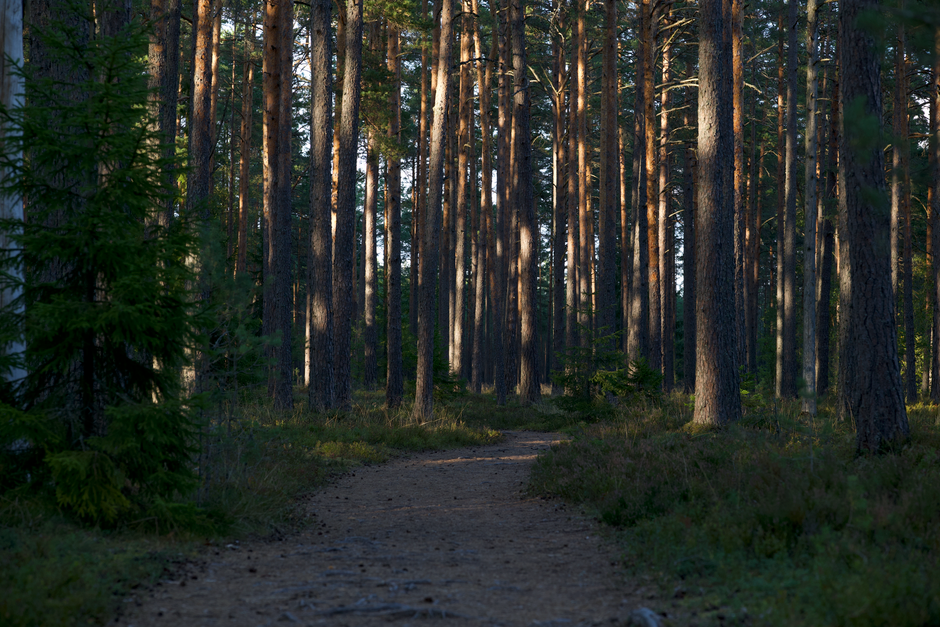 Forest Bathing Without the Buzzwords: A Beginner's Guide to Walking in Nature